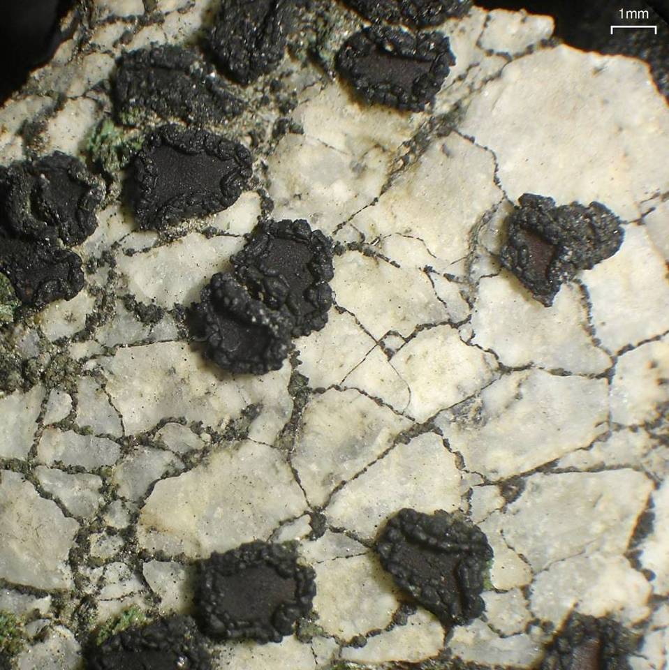 Sarcogyne privigna image