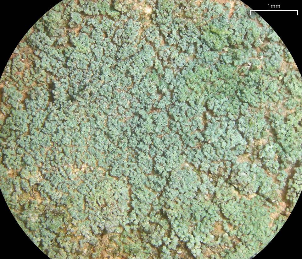 Lepraria santamonicae image