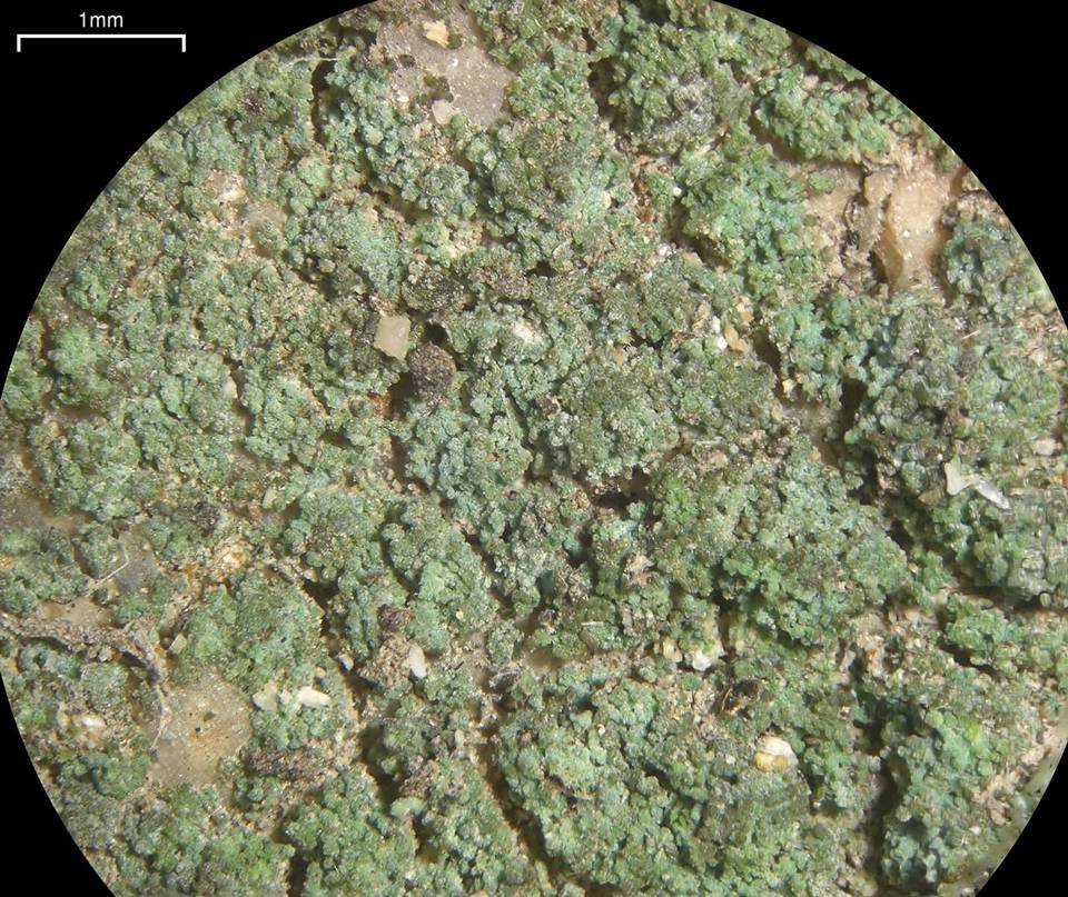 Lepraria santamonicae image