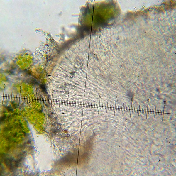 Biatora vernalis image