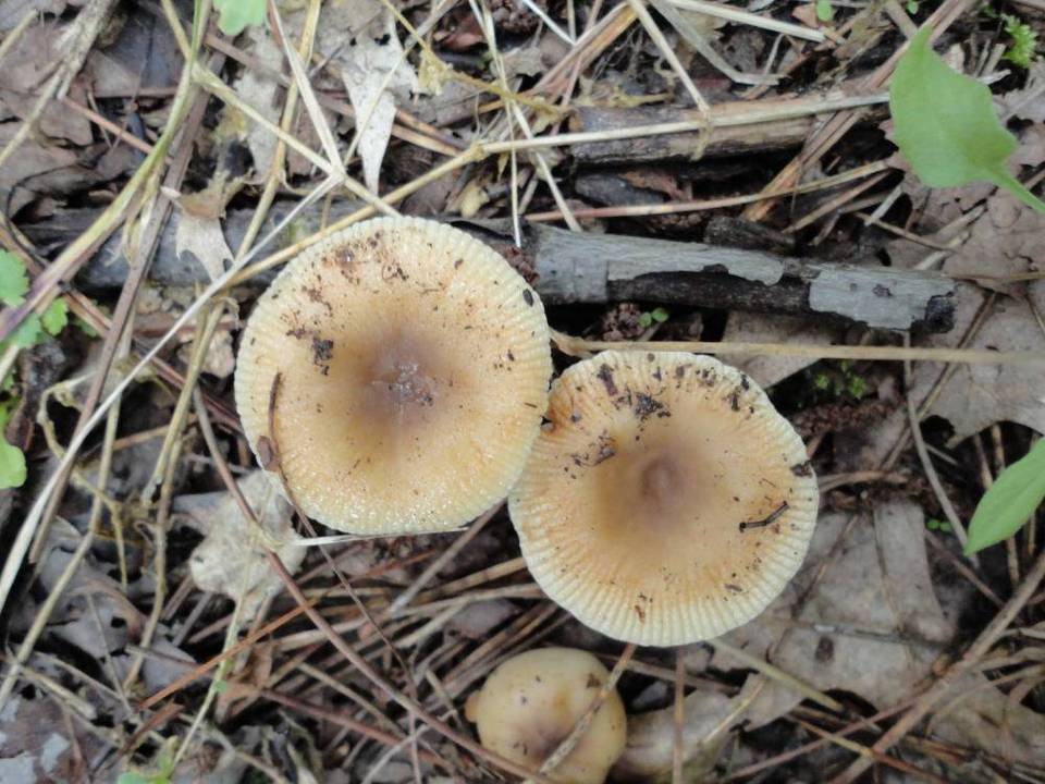 Russula pectinatoides image