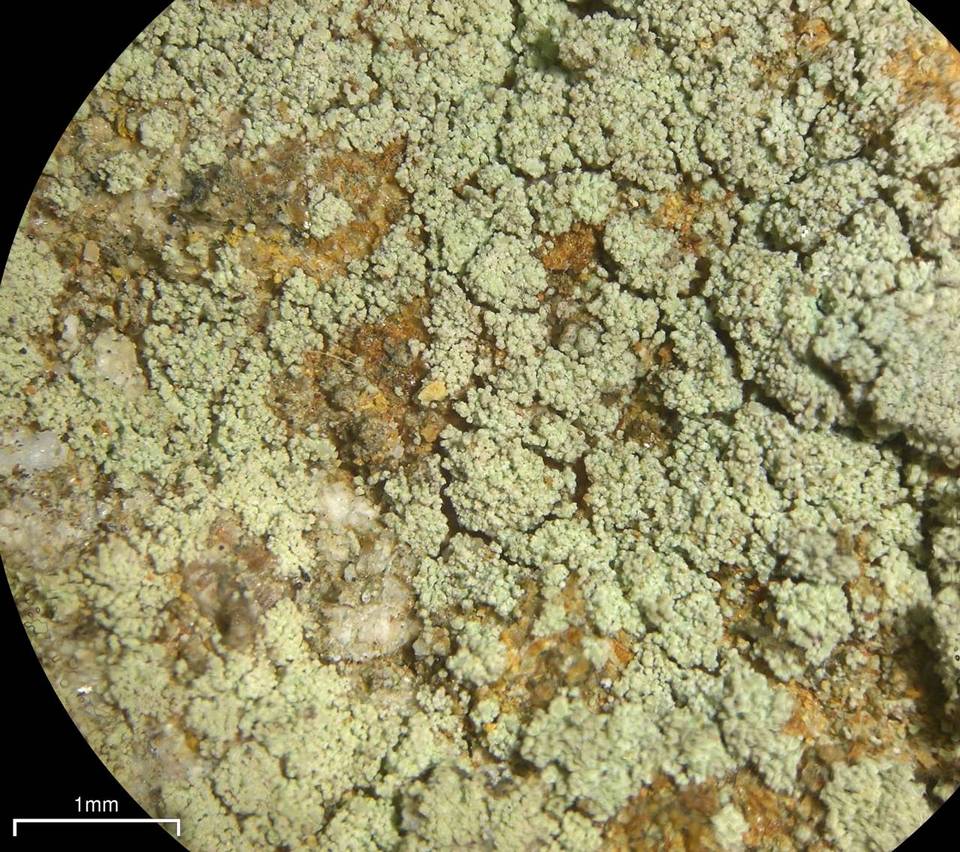 Lecidella scabra image
