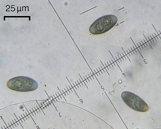 Rinodina badiexcipula image
