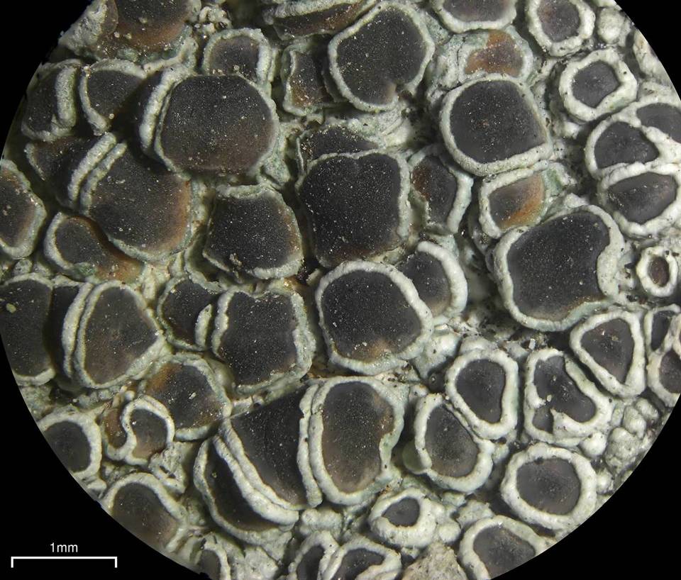 Lecanora chlarotera image