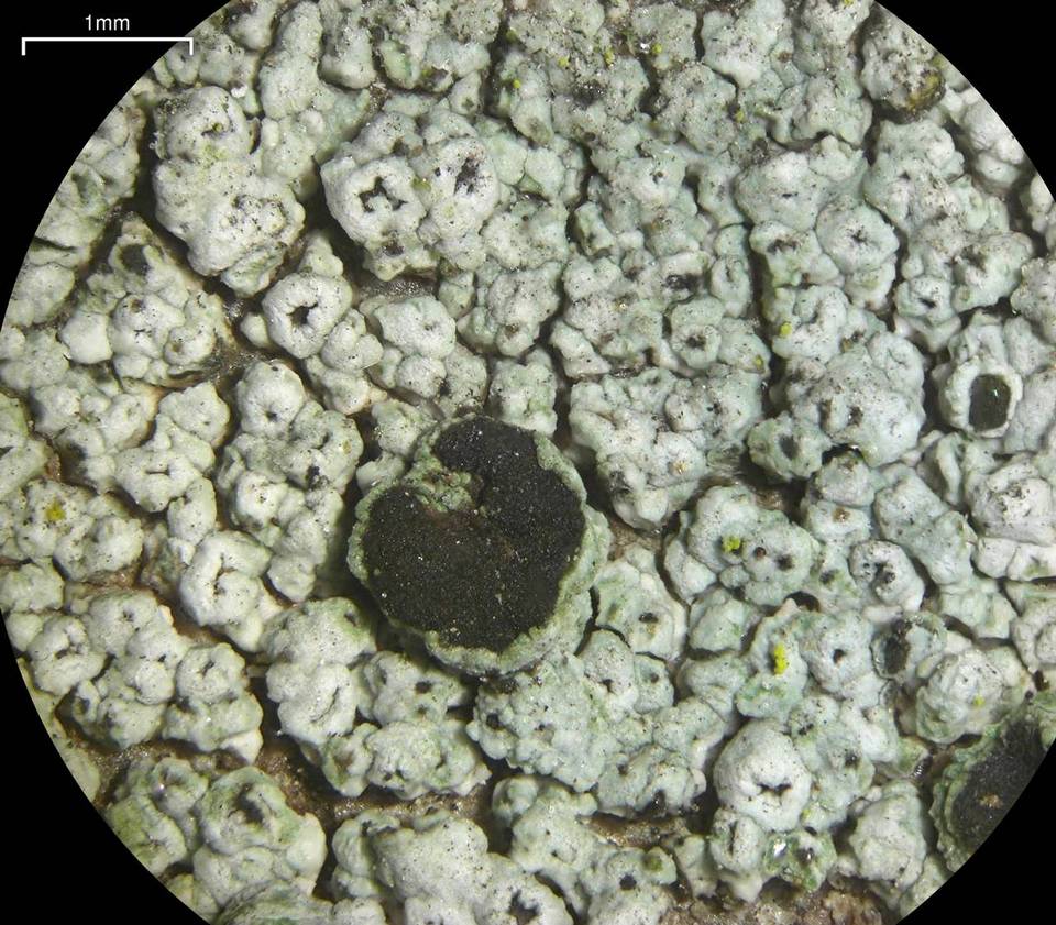 Rinodina bolanderi image