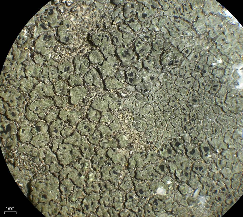 Aspicilia fumosa image