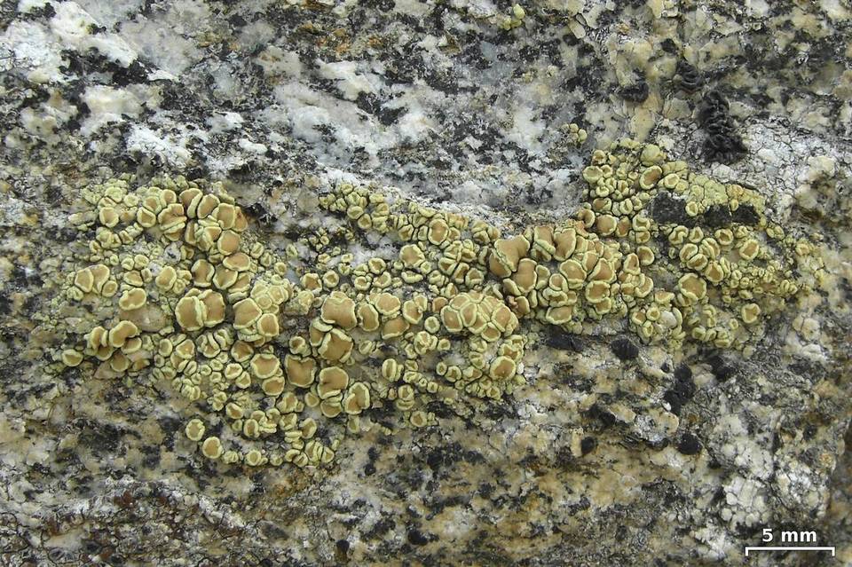 Lecanora stenotropa image