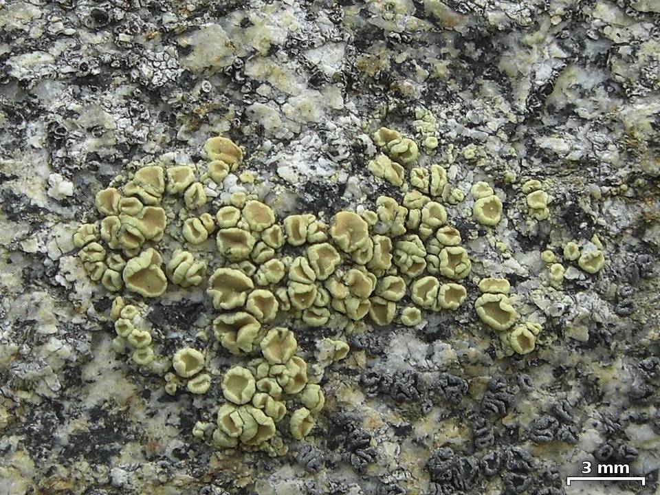 Lecanora stenotropa image