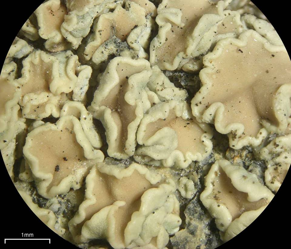 Lecanora stenotropa image