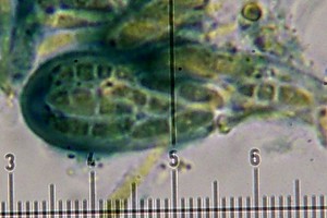 Biatora pallens image