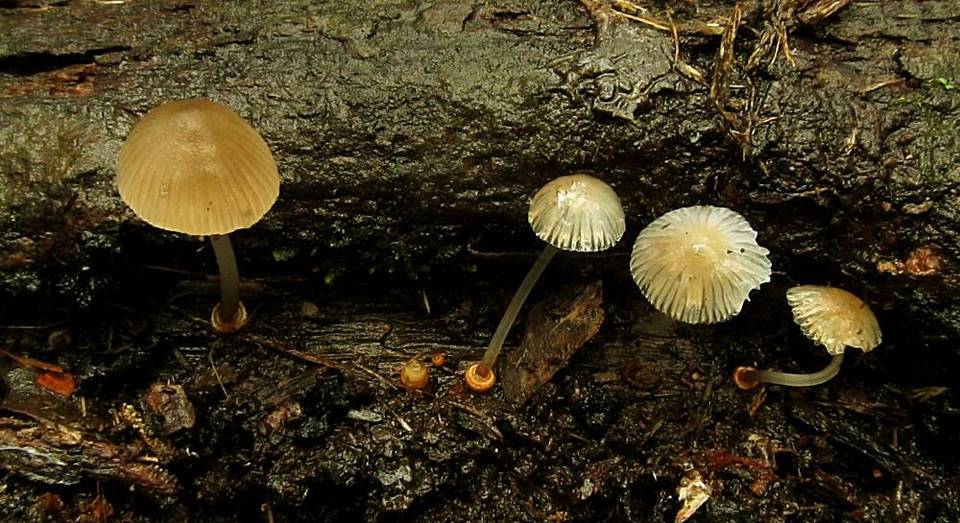 Mycena carmeliana image