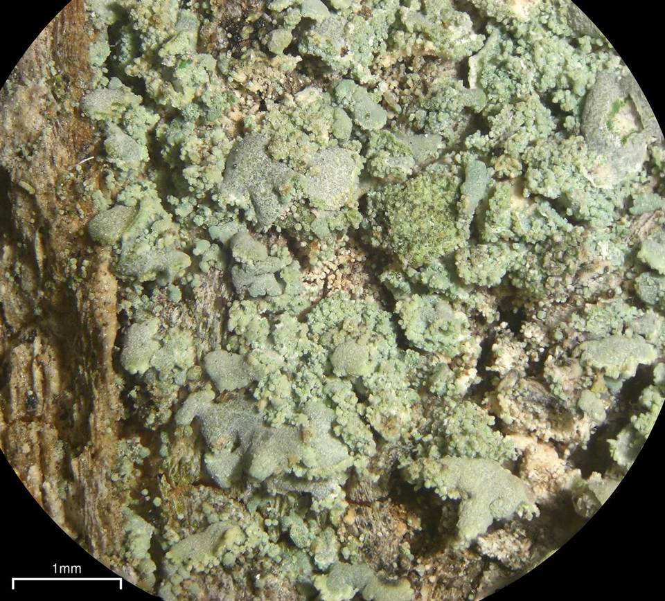 Hypocenomyce sierrae image