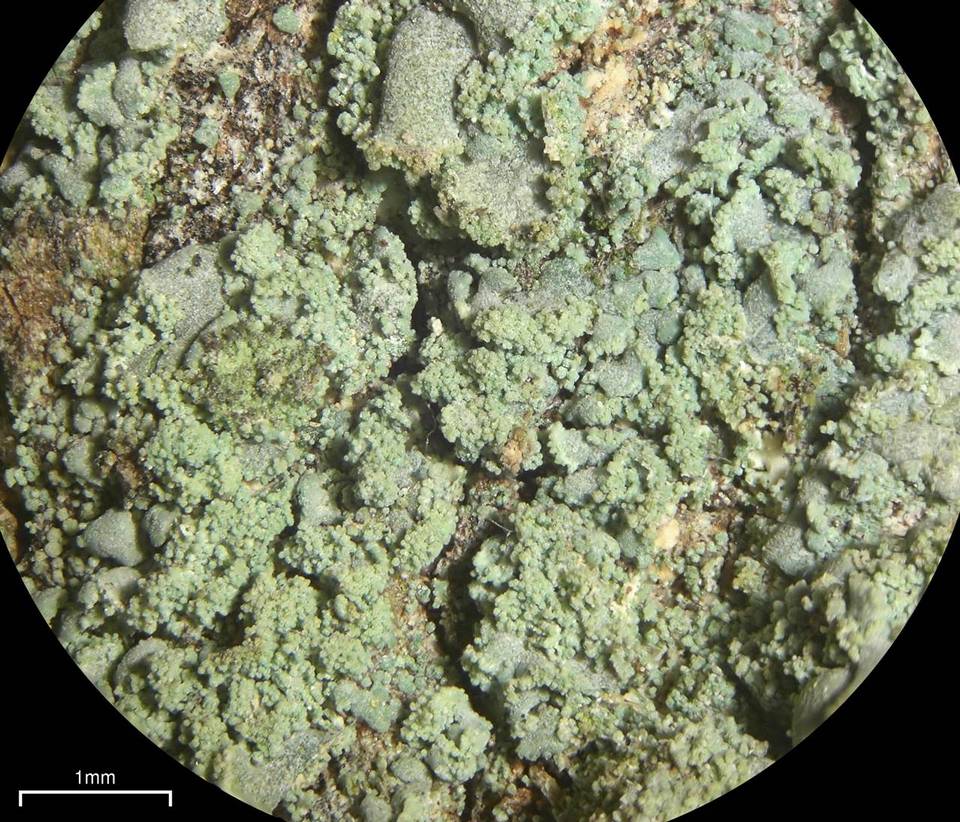 Hypocenomyce sierrae image