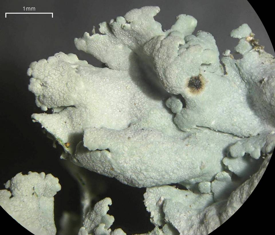 Physcia dimidiata image