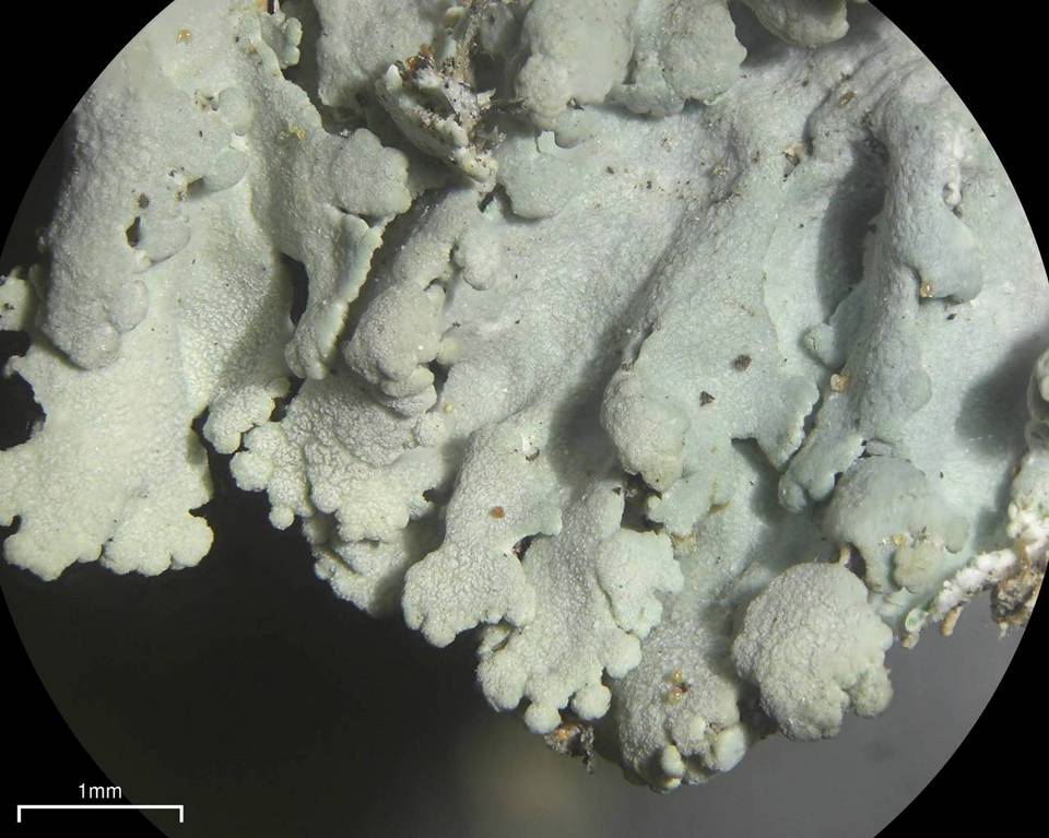 Physcia dimidiata image