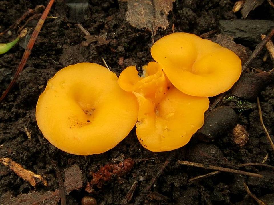Discinella terrestris image
