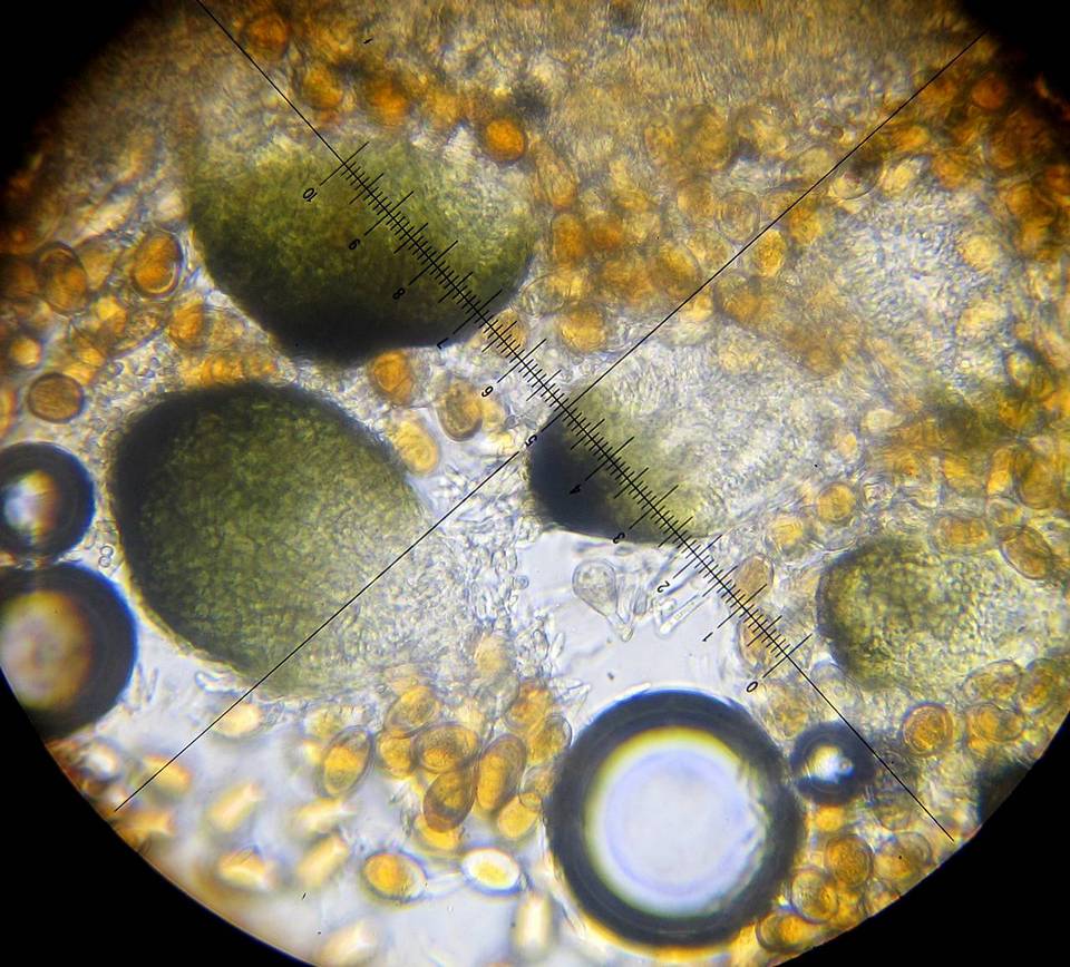 Eudarluca image
