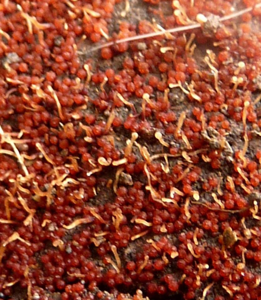 Nectria stilbellae image