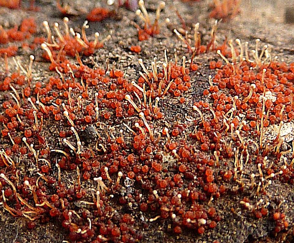 Nectria stilbellae image
