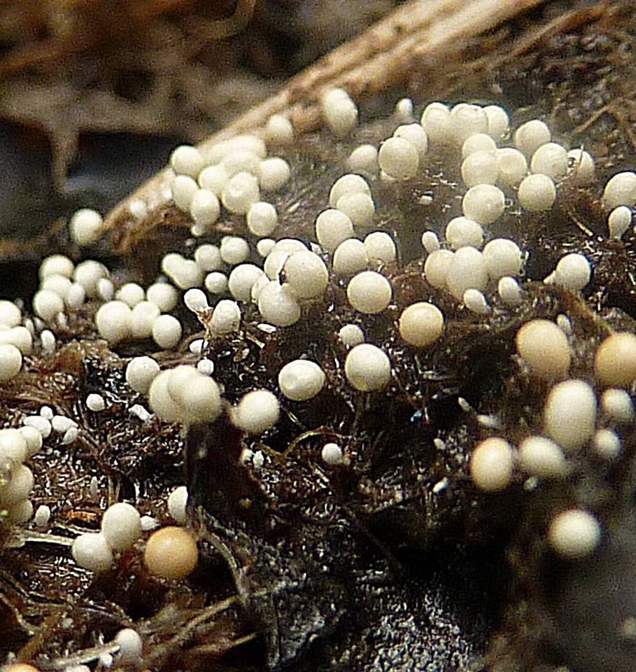 Athelia rolfsii image