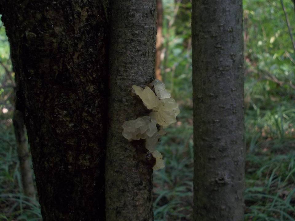 Exidia thuretiana image