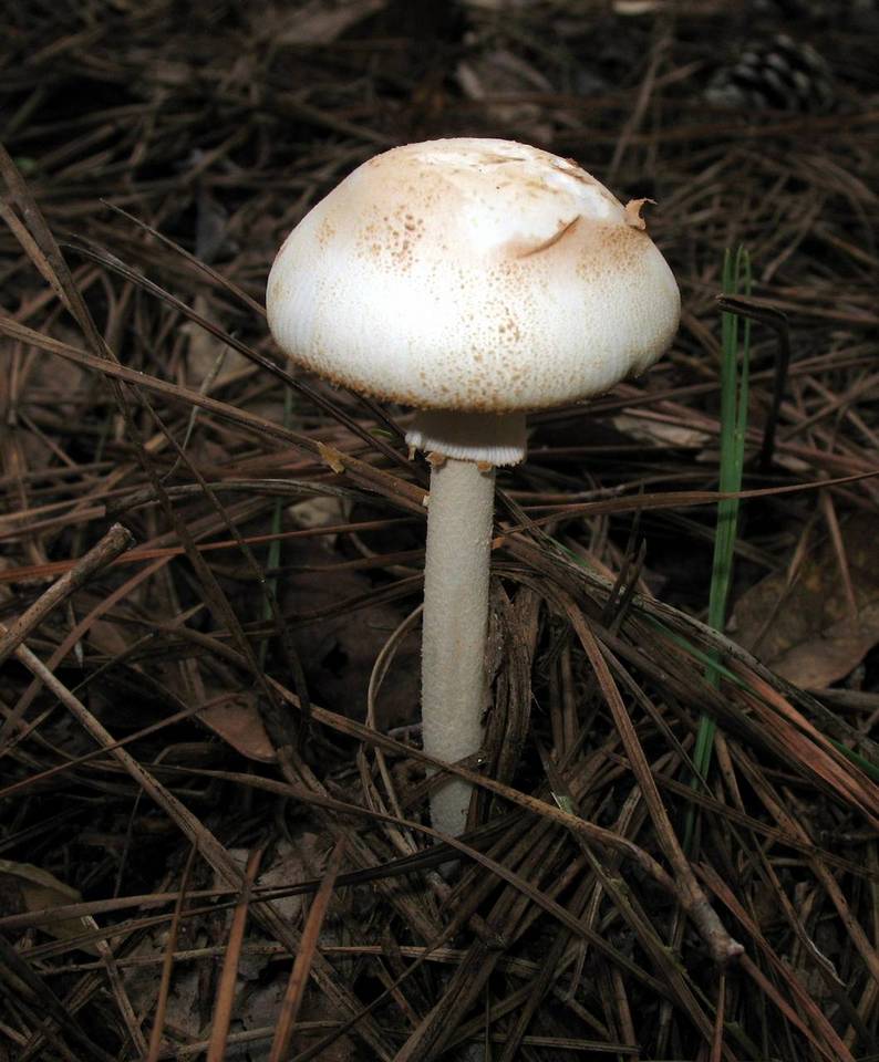 Amanita roseitincta image