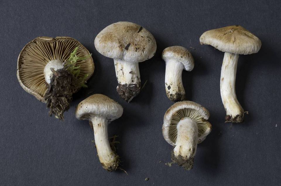 Inocybe leucoblema image