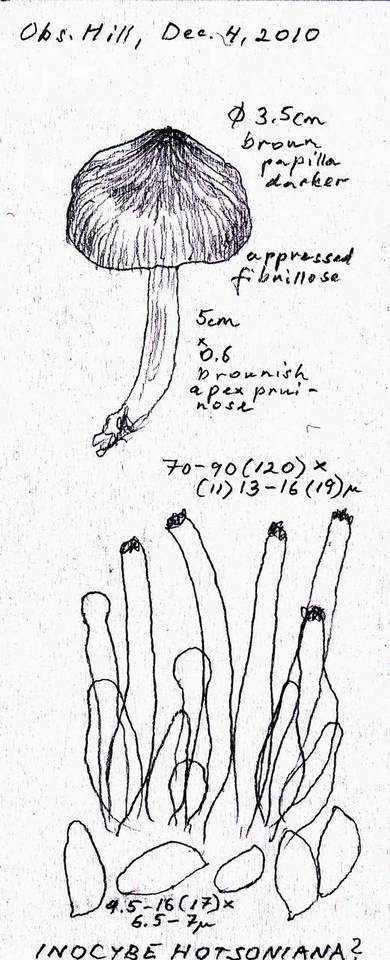 Inocybe hotsoniana image