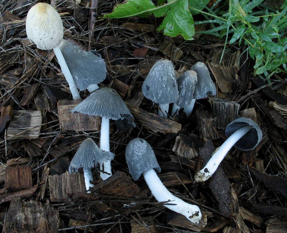 Coprinopsis scobicola image