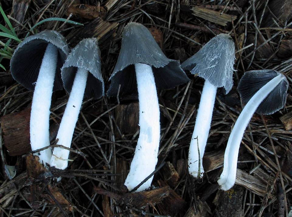 Coprinopsis scobicola image