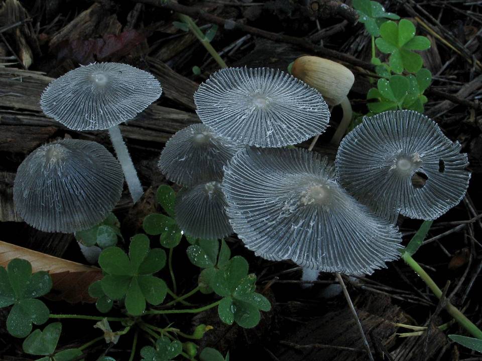 Coprinopsis scobicola image