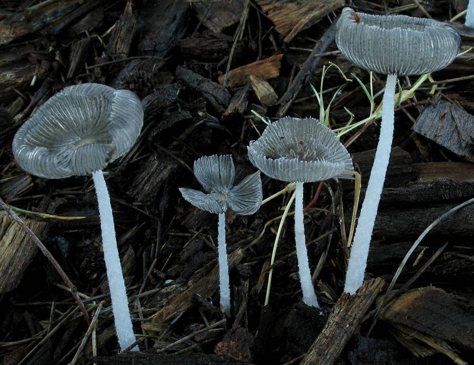 Coprinopsis scobicola image