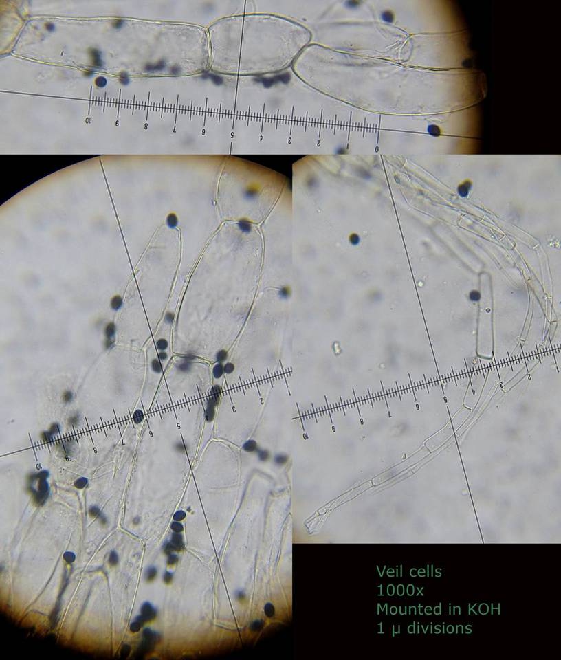 Coprinopsis scobicola image