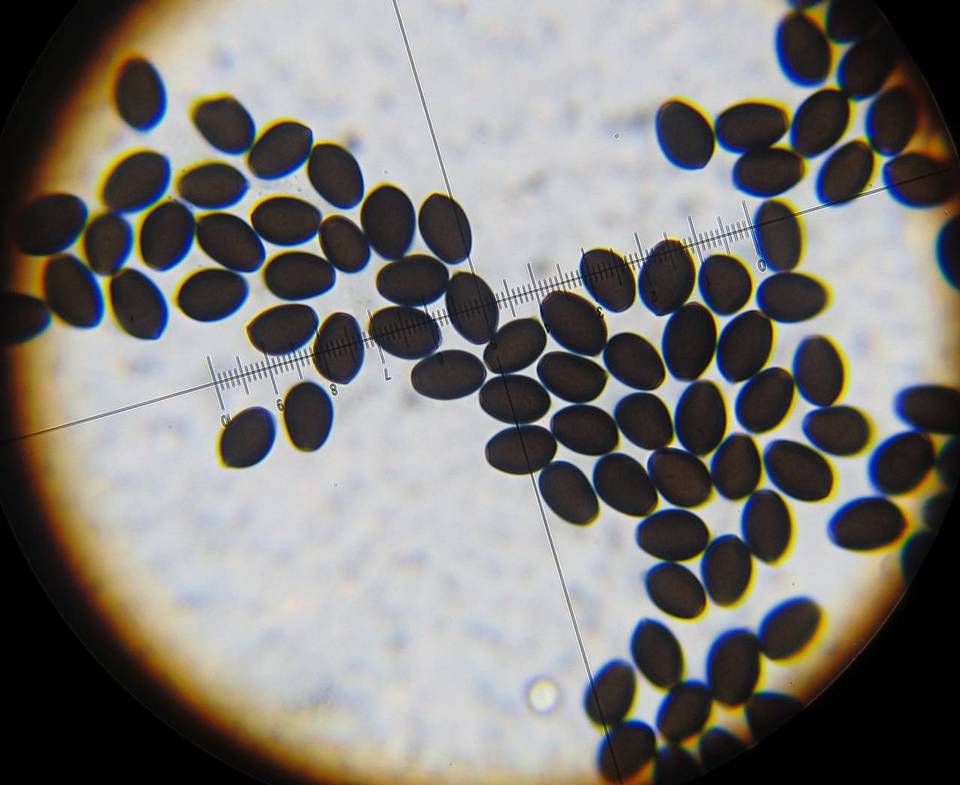 Coprinopsis scobicola image