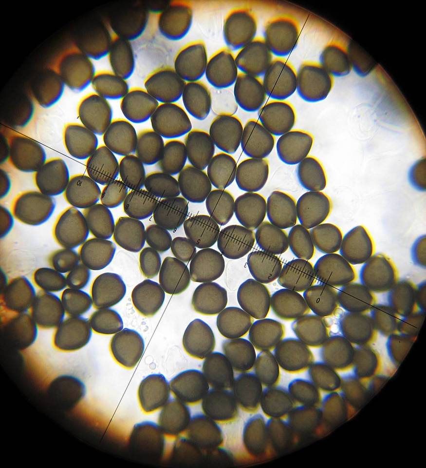 Parasola schroeteri image