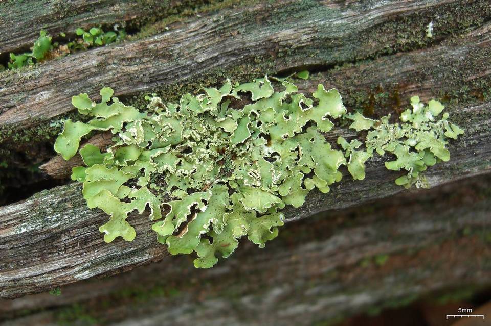Allocetraria oakesiana image