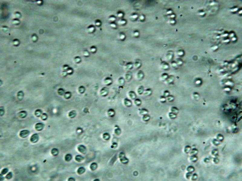 Callistosporium terrigenum image
