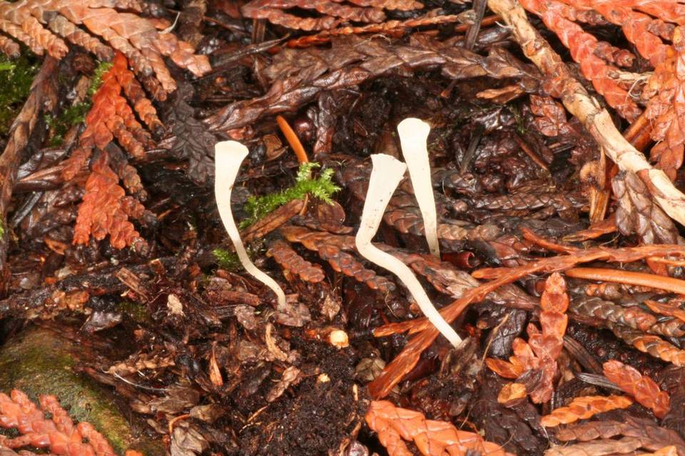 Clavicorona taxophila image