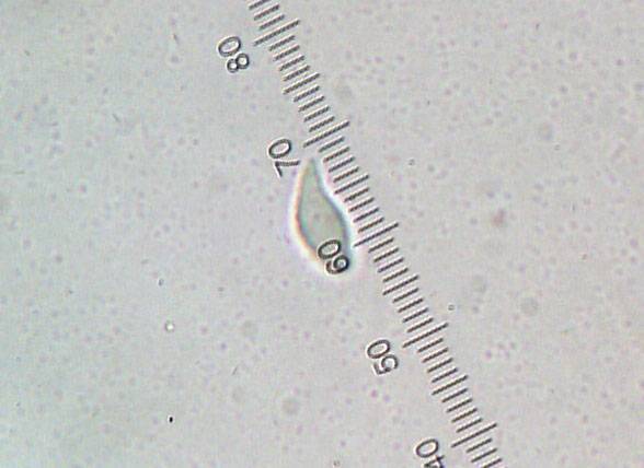 Hemimycena cucullata image