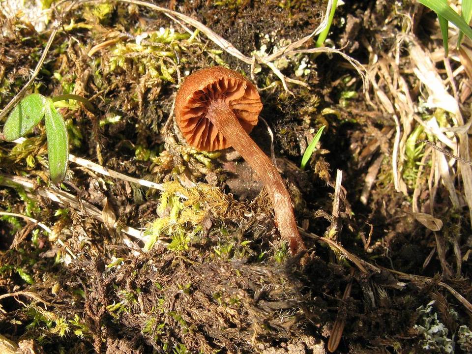 Cortinarius heterosporus image