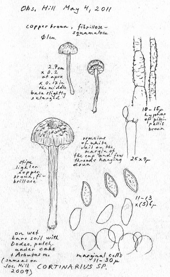 Cortinarius heterosporus image