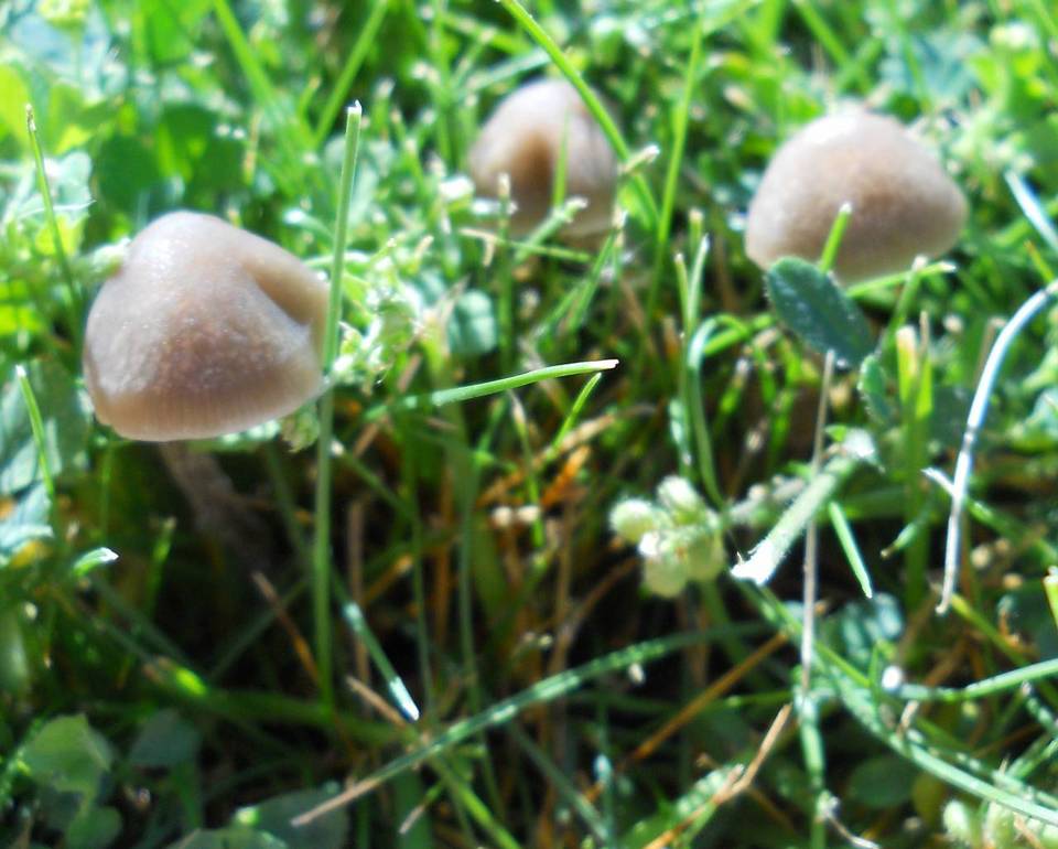 Panaeolus bisporus image