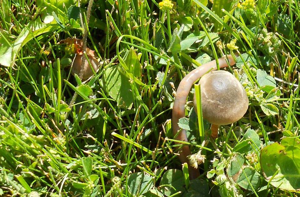 Panaeolus bisporus image