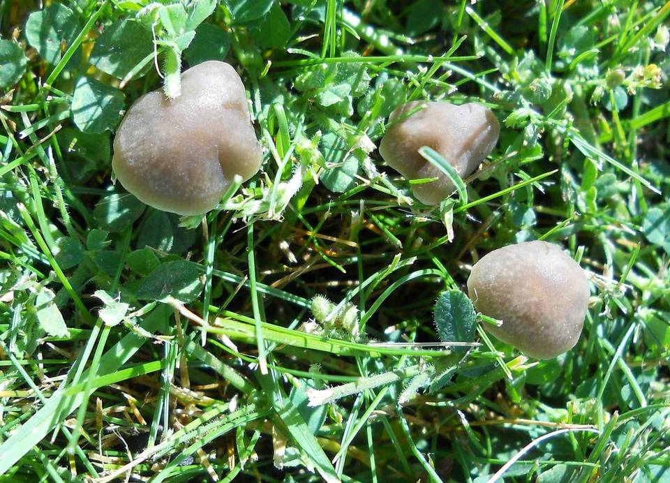 Panaeolus bisporus image