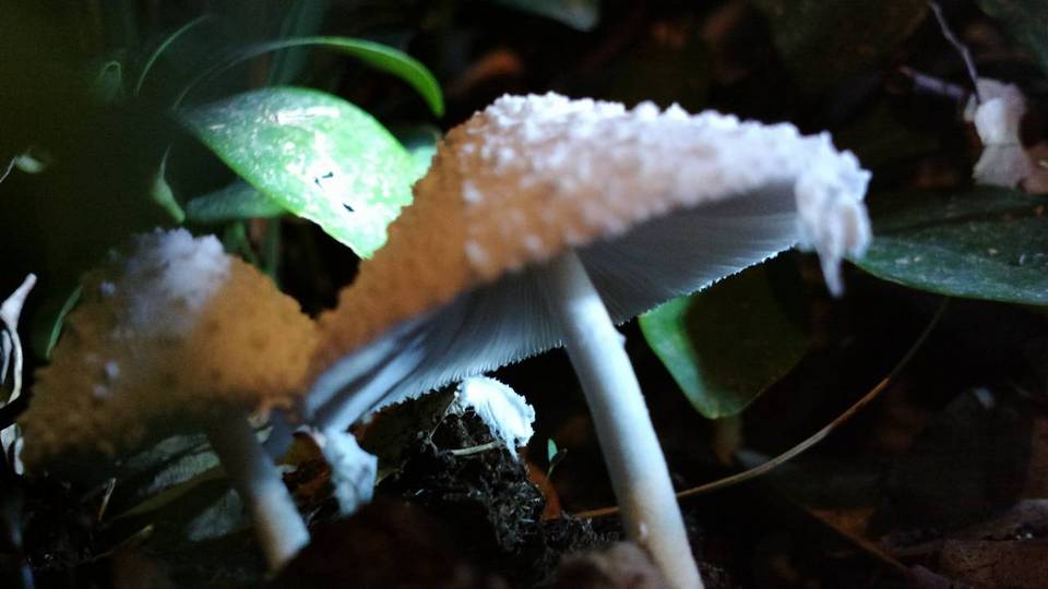 Leucocoprinus cretaceus image
