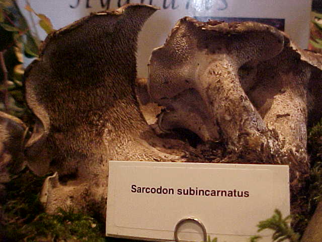 Sarcodon subincarnatus image