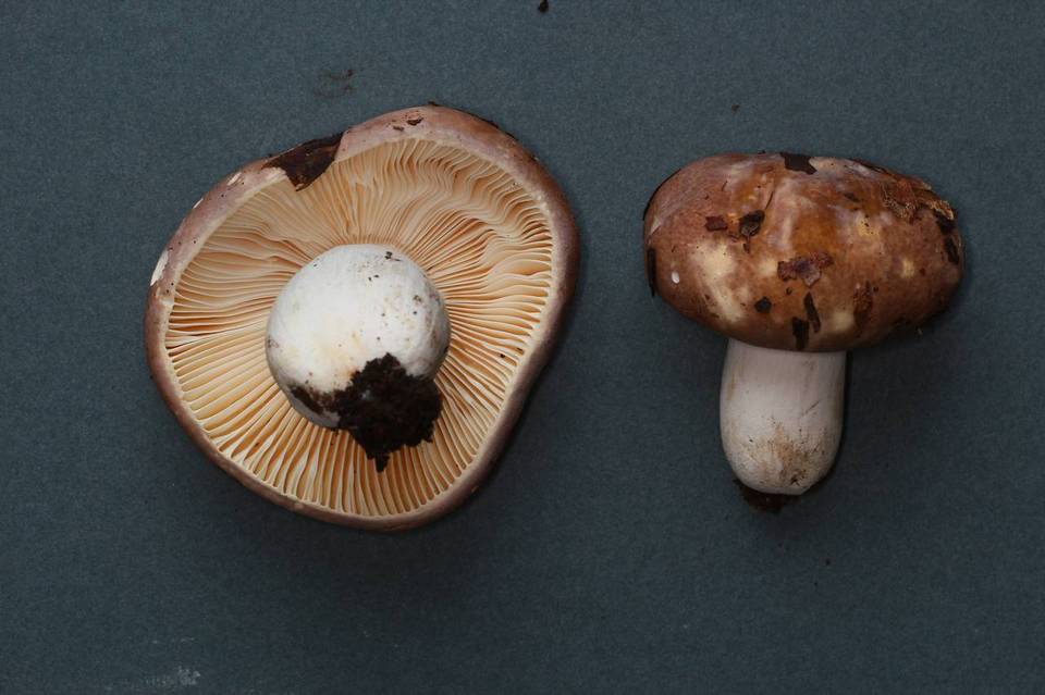 Russula murrillii image