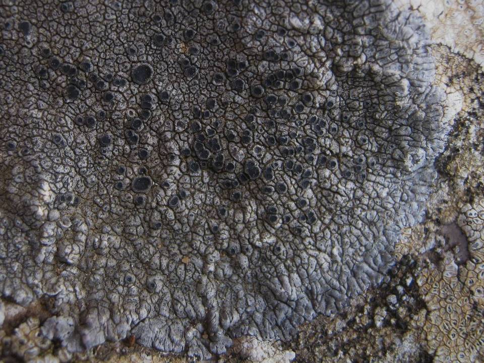 Aspicilia radiosa image
