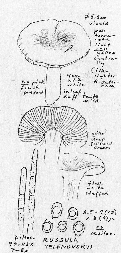 Russula velenovskyi image