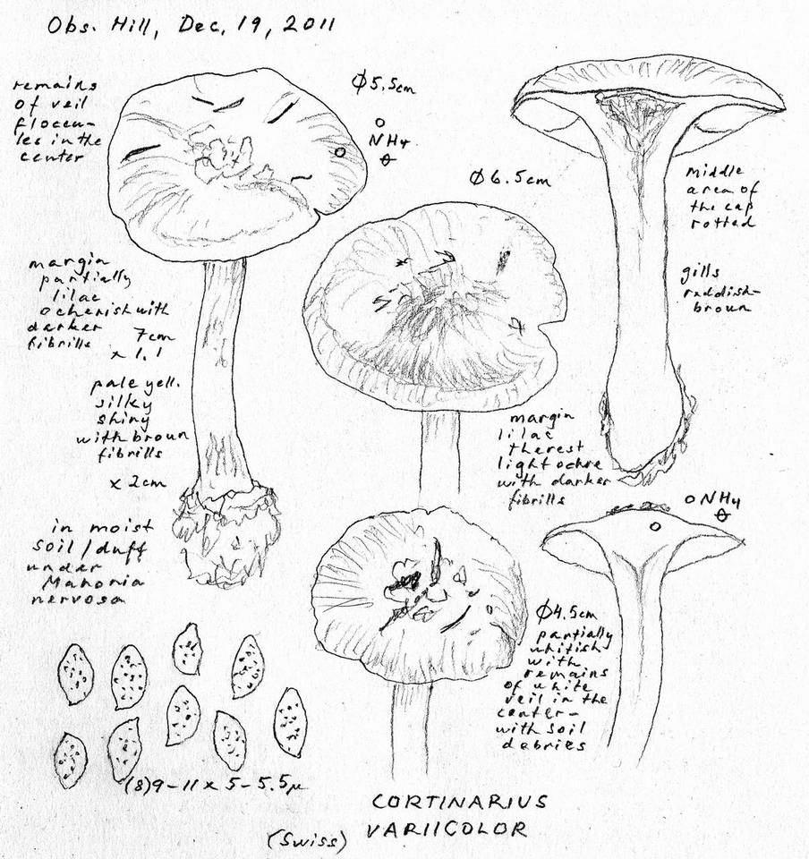 Cortinarius variicolor image